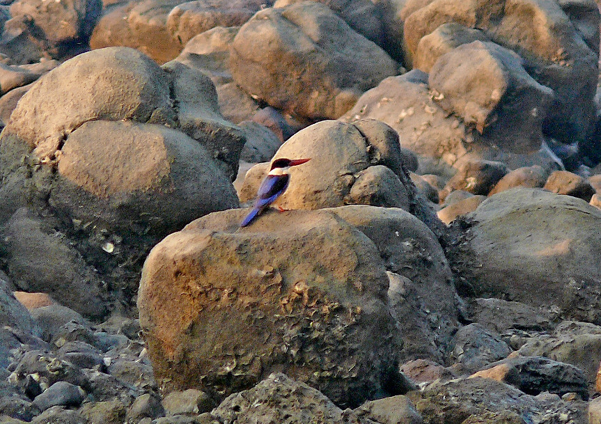 Black-capped-kingfisher.jpg