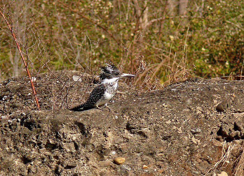 Crested-kingfisher-2.jpg