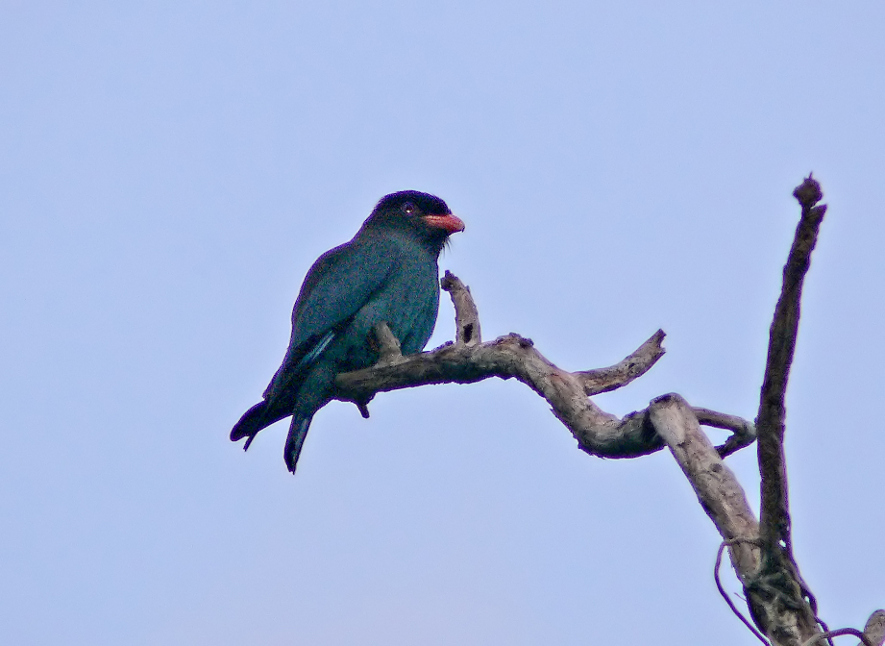 Dollarbird-2.jpg