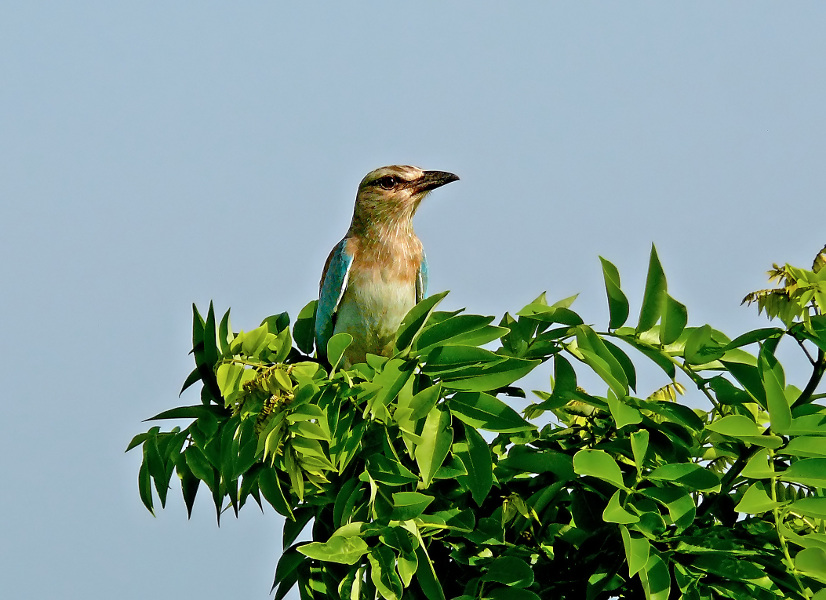 European-roller-2.jpg