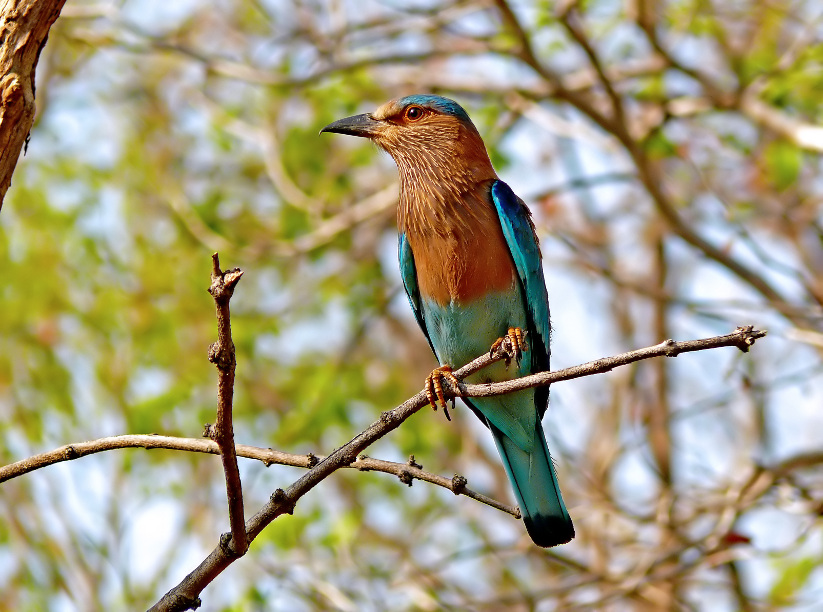 Indian-roller-1.jpg