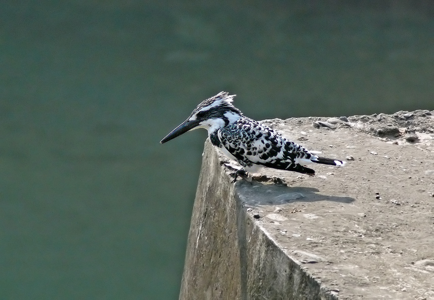 Pied-kingfisher-5.jpg