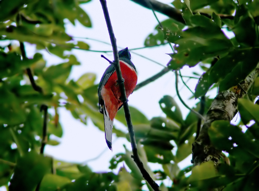 Malabar-trogon-2.jpg