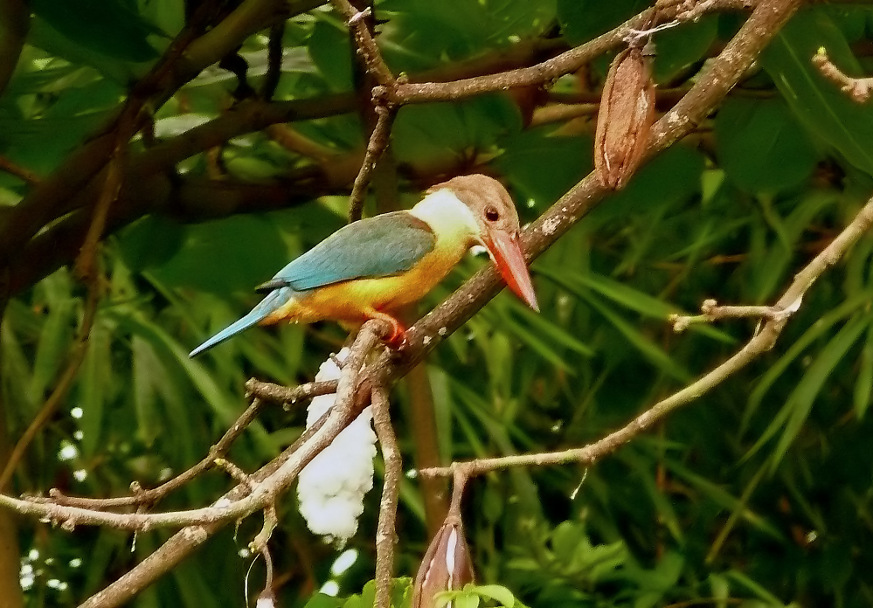 Stork-billed-kingfisher-2.jpg