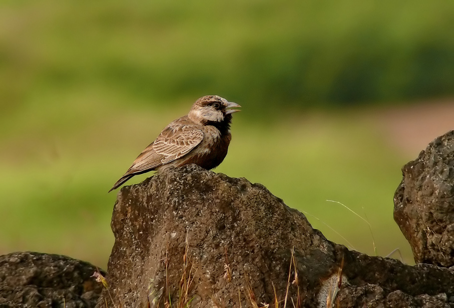 Ashy-crowned-sparrow-lark-2.jpg