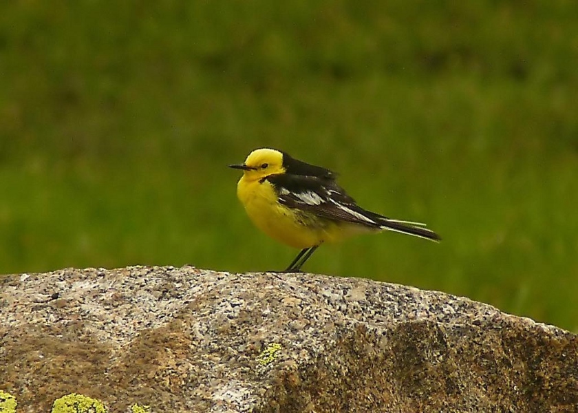 Citrine-wagtail-2.JPG