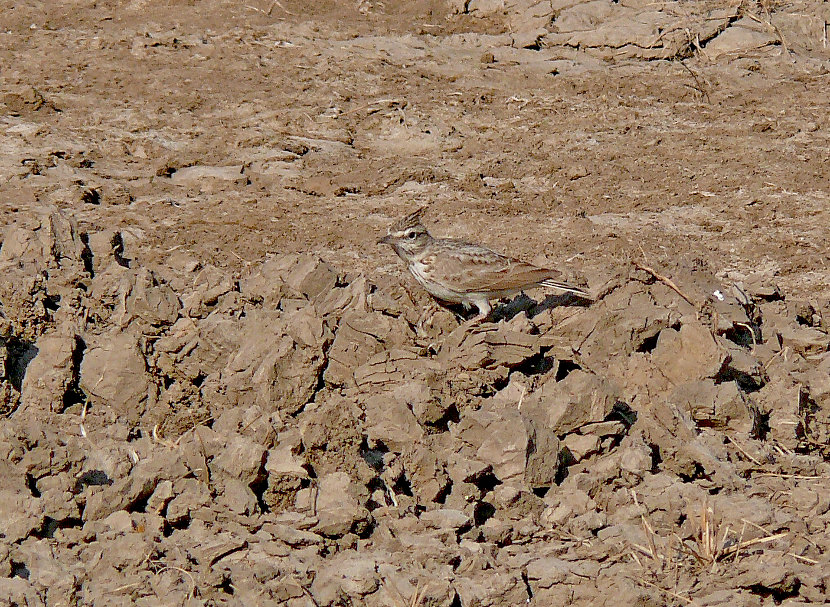 Crested-lark.jpg