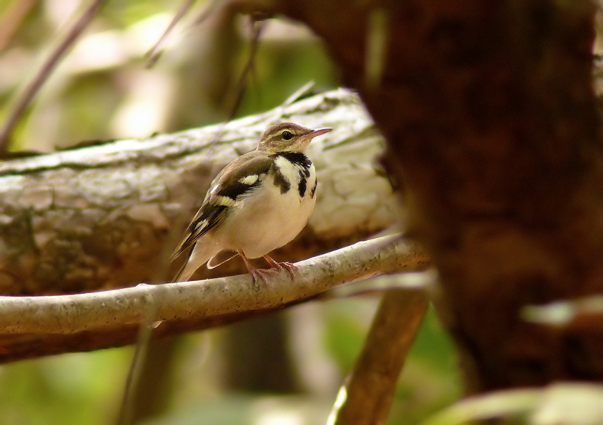 Forest-wagtail.jpg