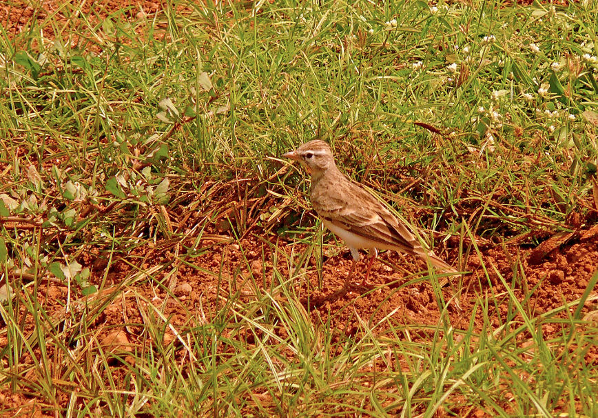 Greater-short-toed-lark-2.jpg