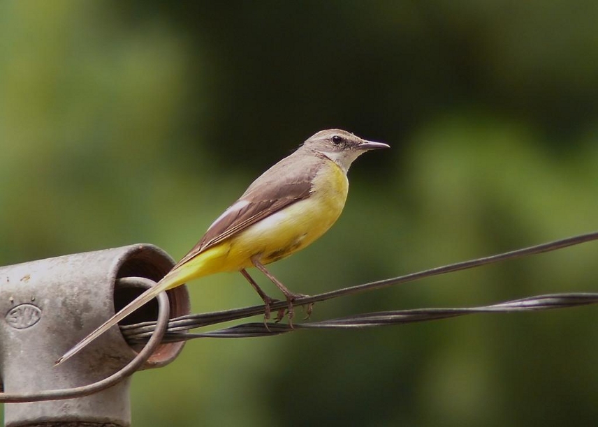 Grey-wagtail-2.JPG