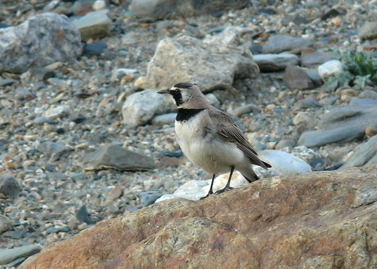 Horned-lark-2.jpg