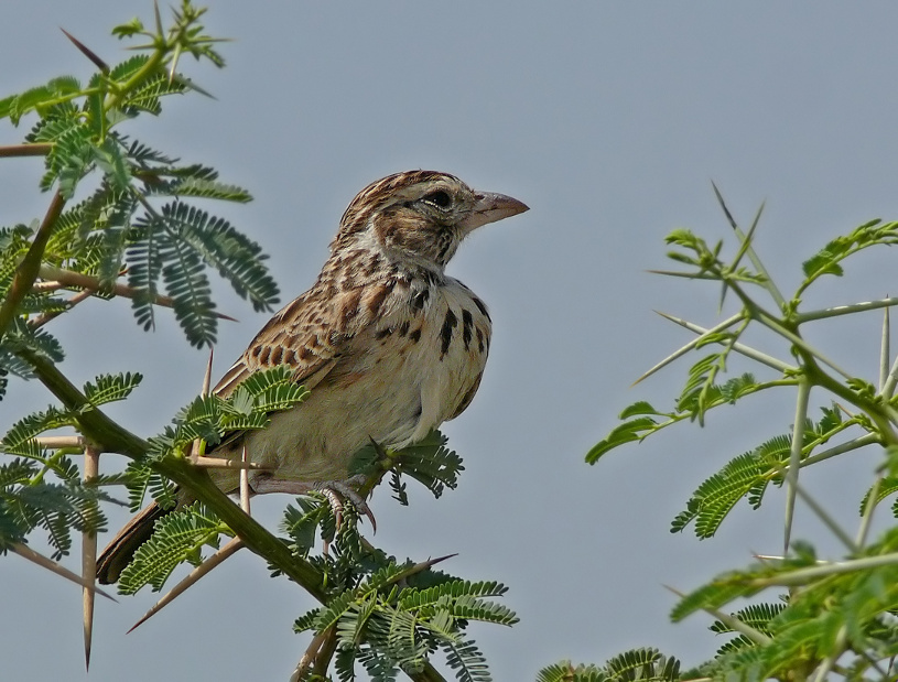 Indian-bushlark-2.jpg