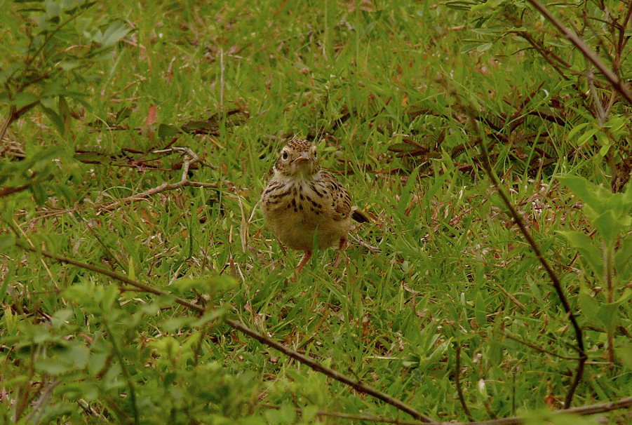 Jerdons-bushlark-2.JPG