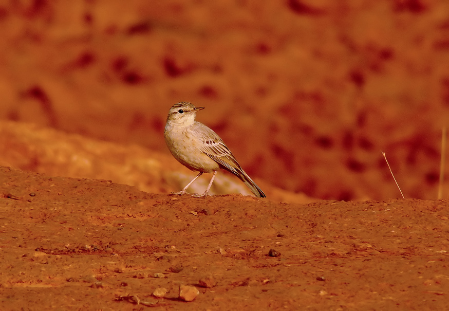 Long-billed-pipit-2.jpg