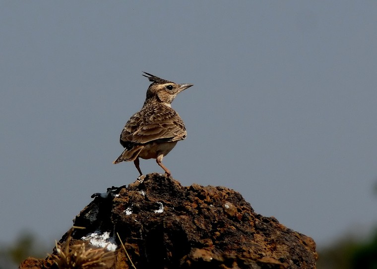 Malabar-lark-2.jpg