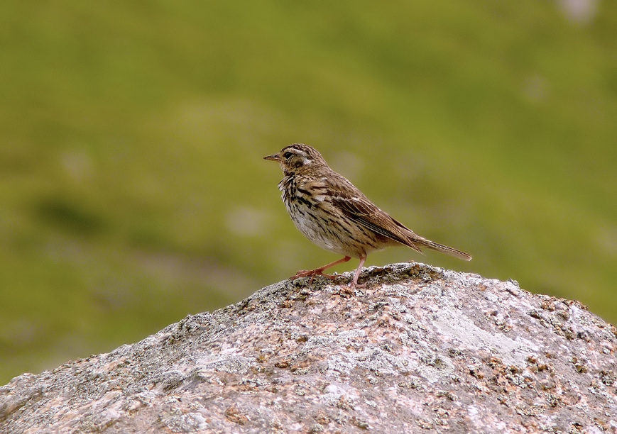 Olive-backed-pipit-2.jpg