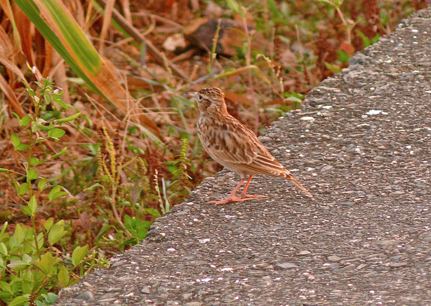 Oriental-skylark-2.jpg