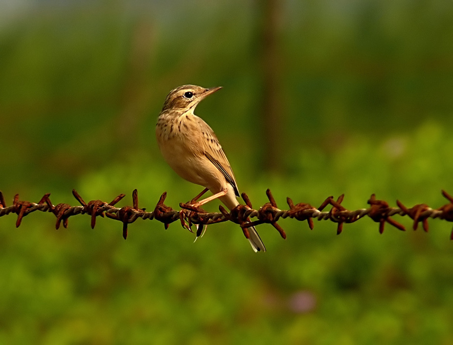 Paddyfield-pipit-1.JPG