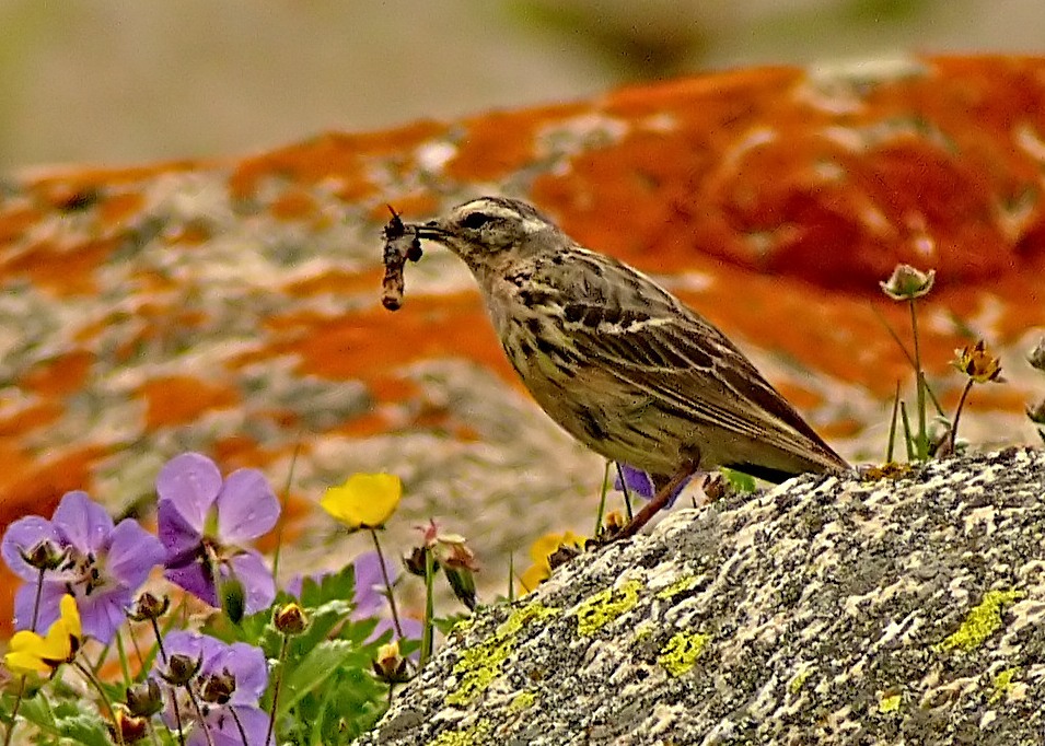 Rosy-pipit-2.JPG