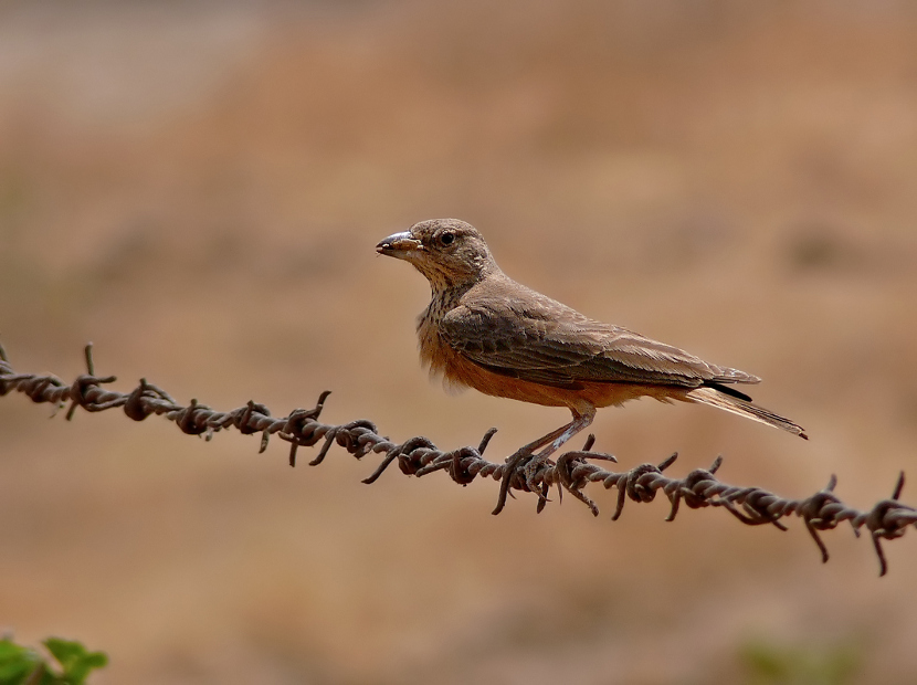 Rufous-tailed-lark-1.jpg