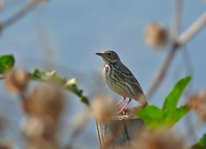 Tree-pipit-2.jpg