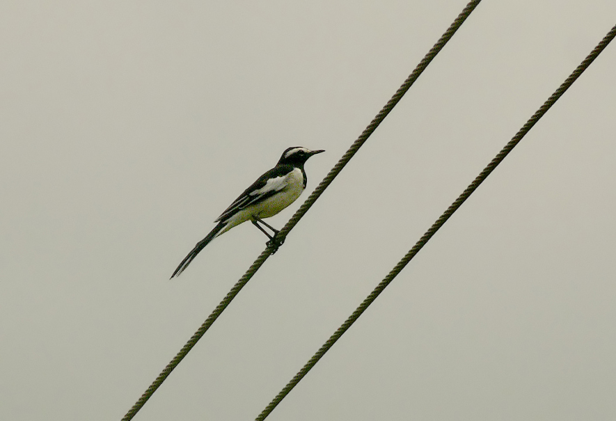 White-browed-wagtail-3.jpg