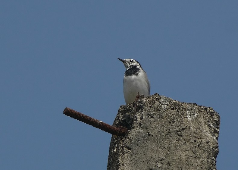 White-wagtail-2.jpg