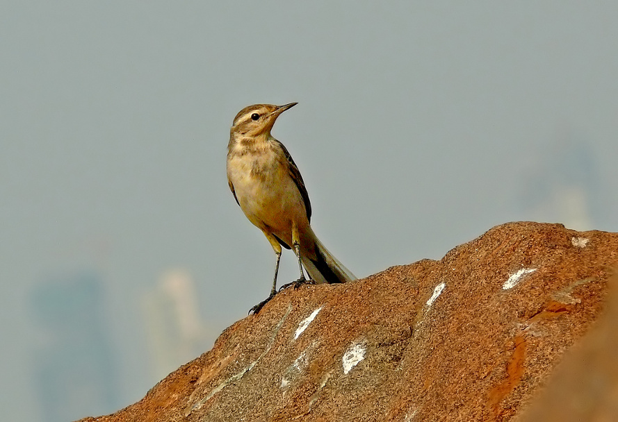 Yellow-wagtail-2.jpg