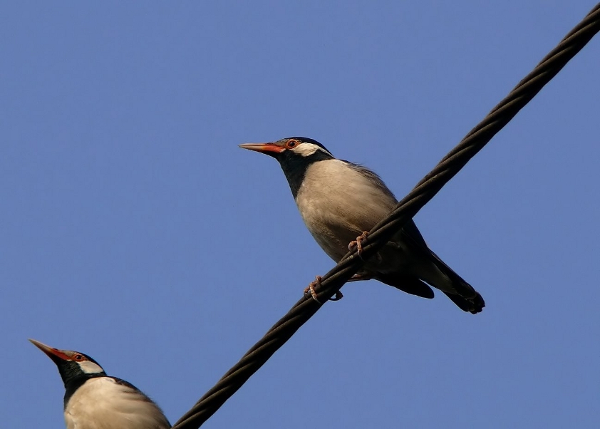 Asian-pied-starling-2.jpg