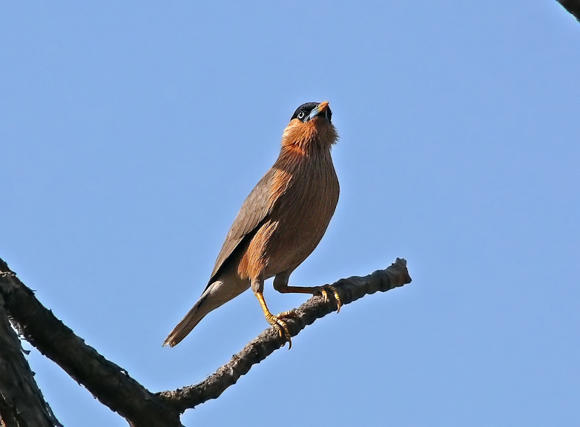 Brahminy-starling-2.jpg