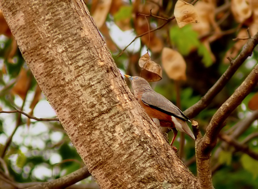 Chestnut-tailed-starling.jpg