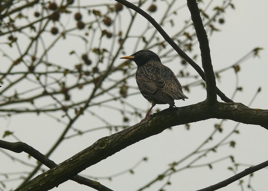 Common-starling.jpg