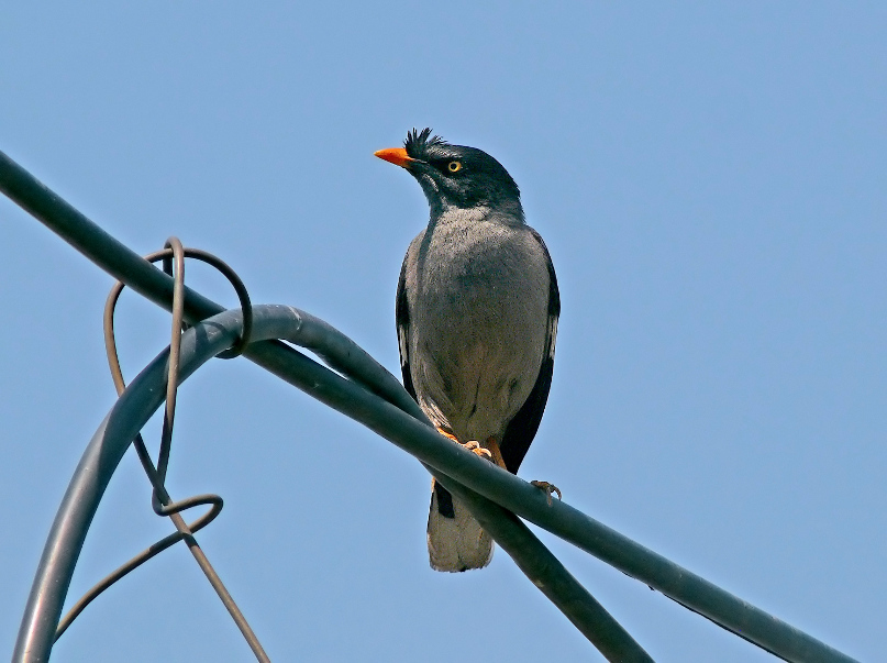 Jungle-myna-1.jpg