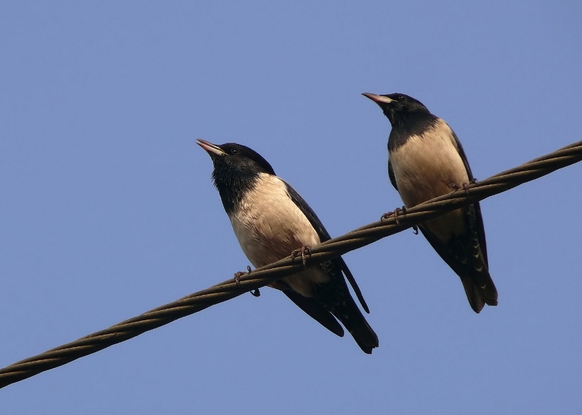 Rosy-starling-2.jpg