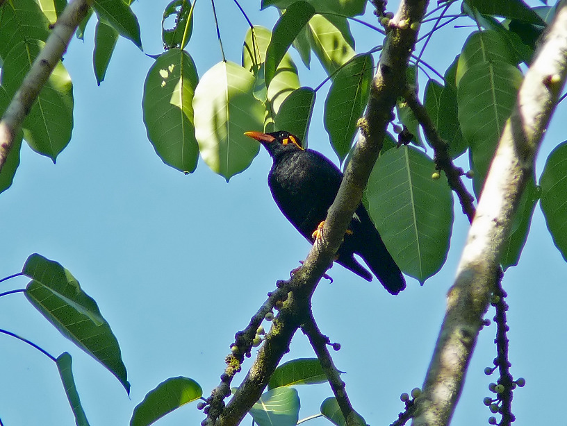 Southern-hill-myna-2.jpg