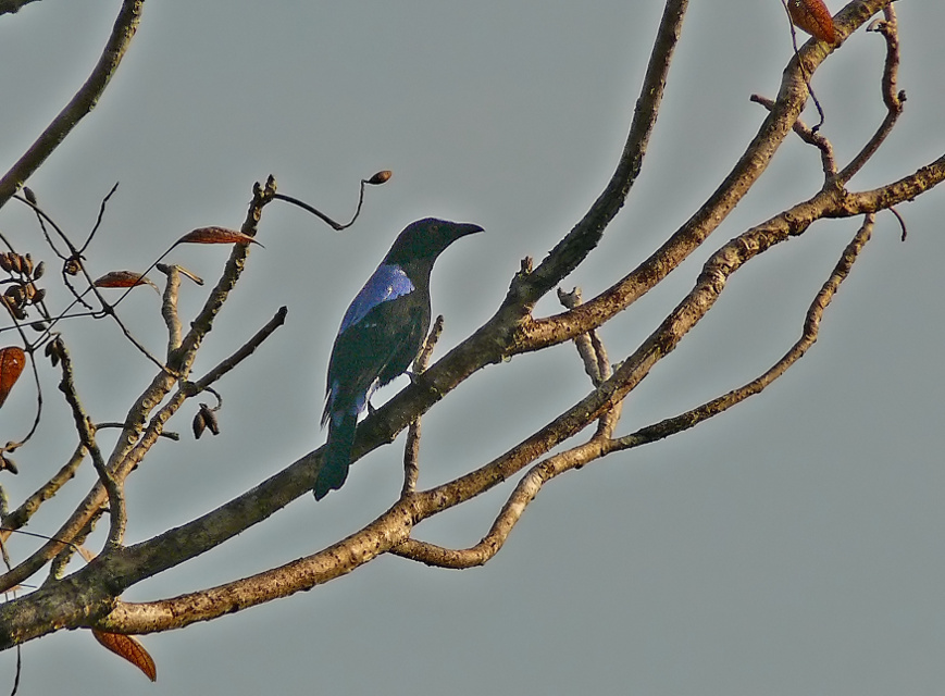 Asian-fairy-bluebird-2.jpg