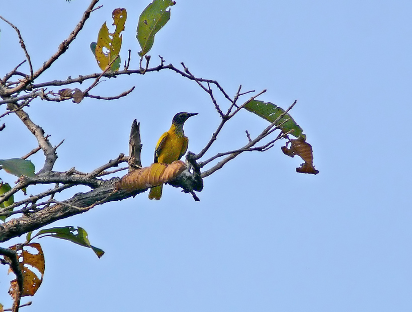 Black-hooded-oriole-1.jpg