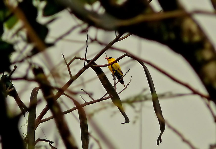 Black-naped-oriole-2.jpg