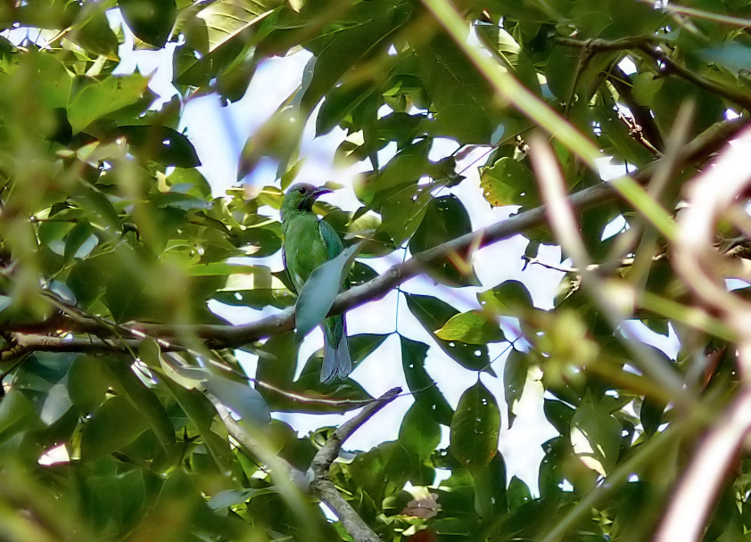 Blue-winged-leafbird-1.jpg