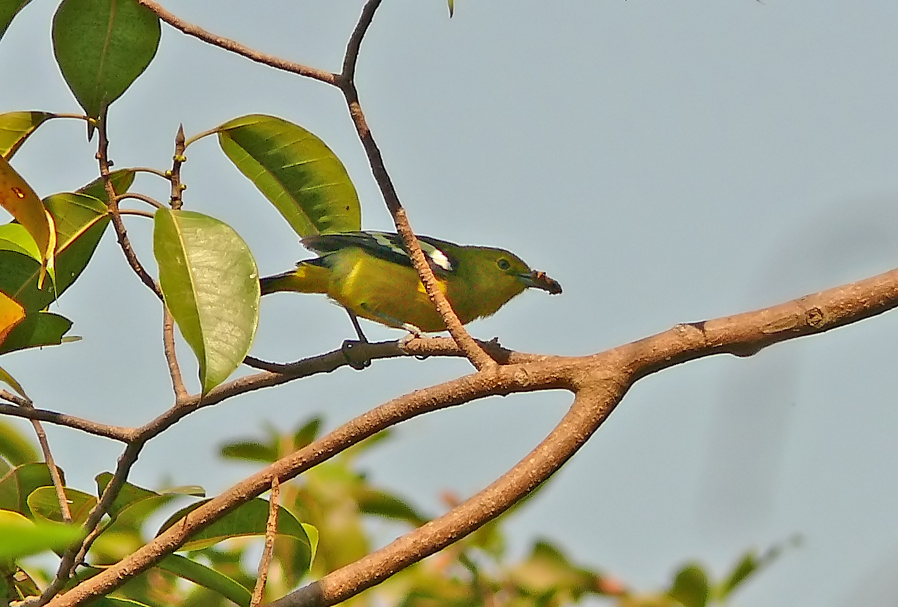 Common-iora-2.jpg