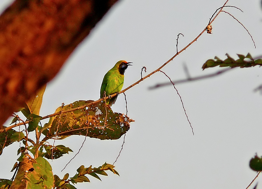 Golden-fronted-leafbird.jpg