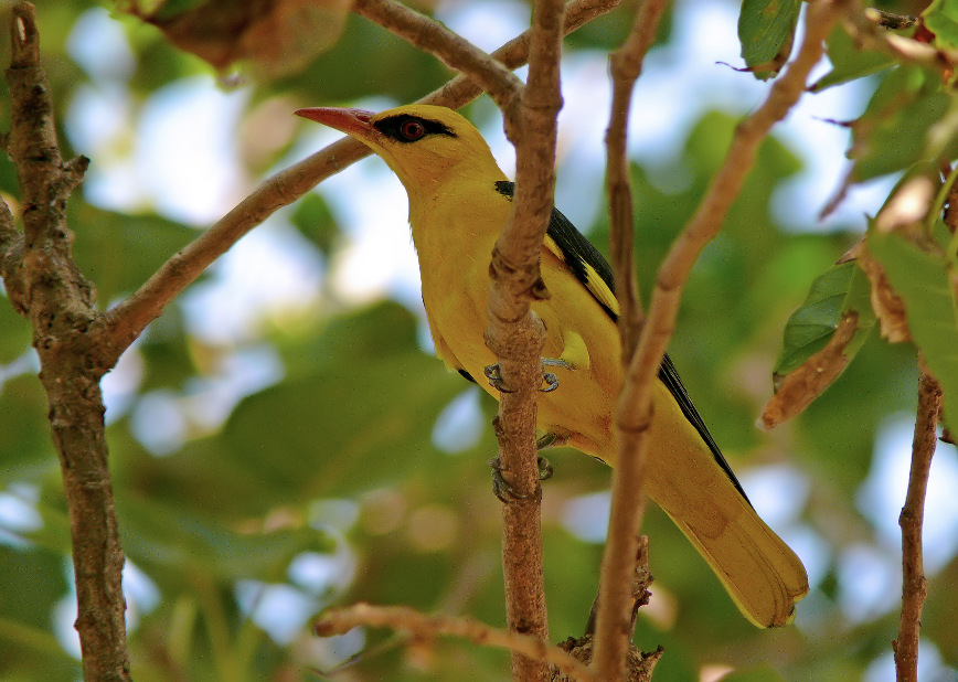 Indian-golden-oriole-2.jpg