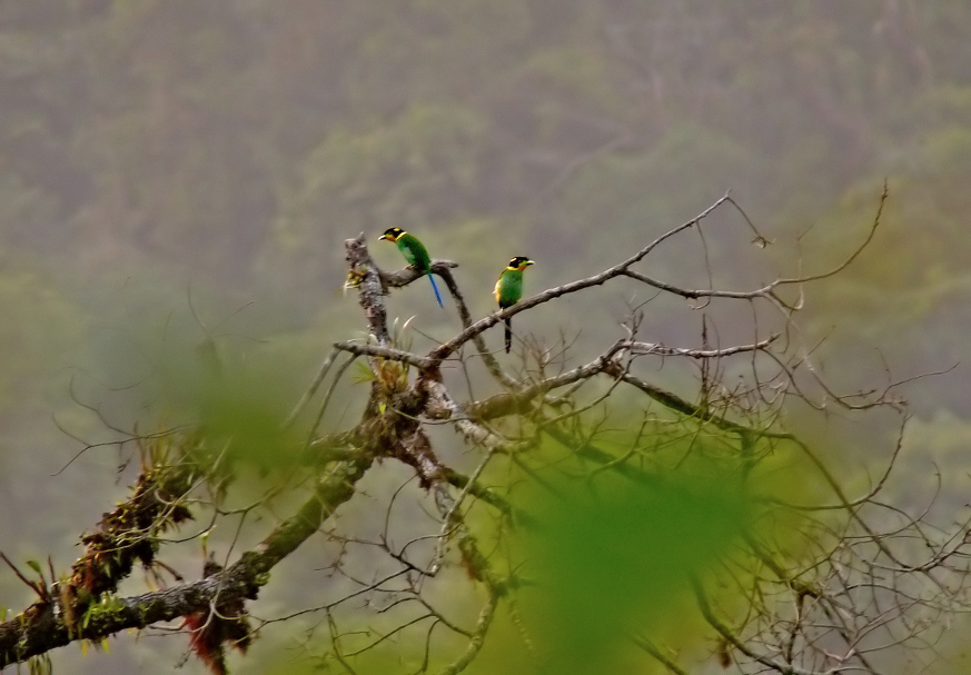 Long-tailed-broadbill-1.jpg