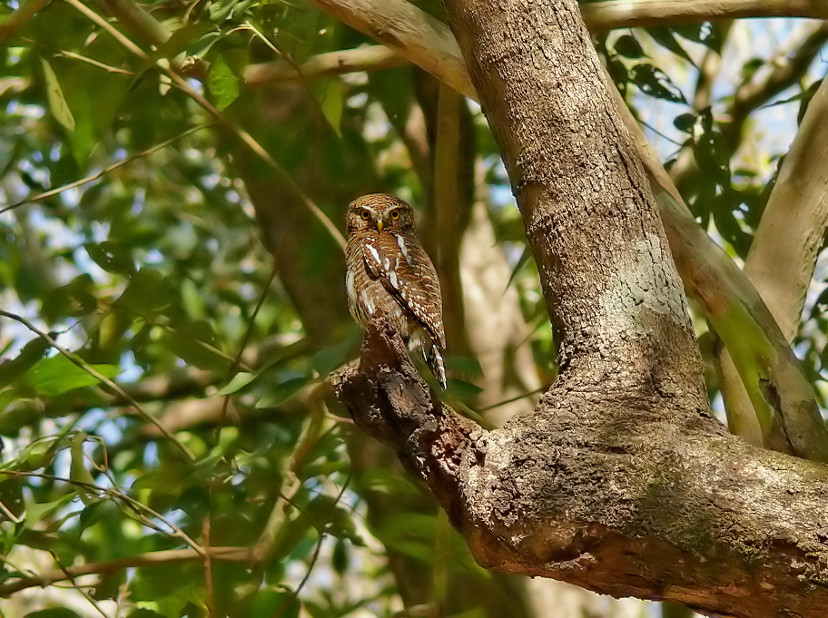 Asian-barred-owlet.jpg