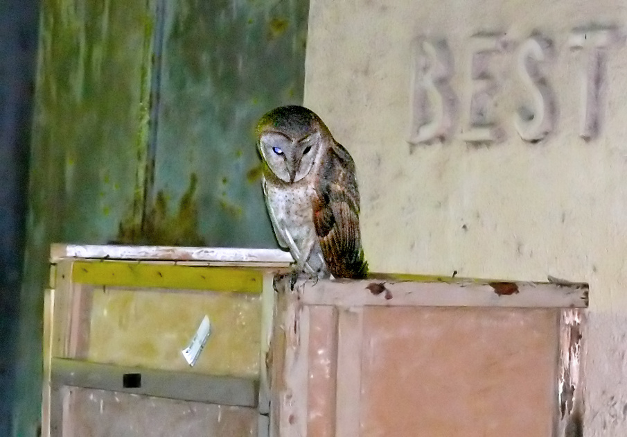 Barn-owl-2.jpg