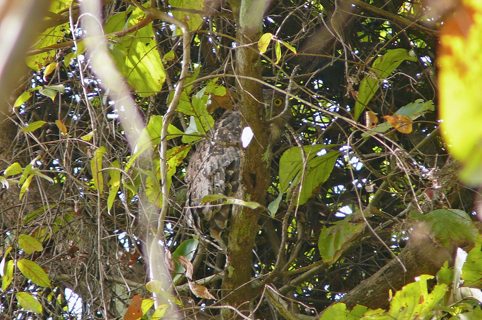 Brown-fish-owl.jpg