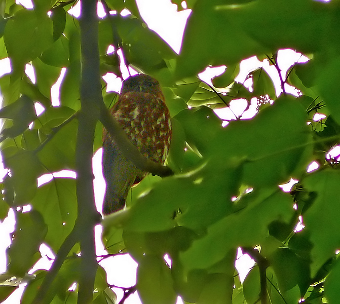 Brown-hawk-owl.jpg