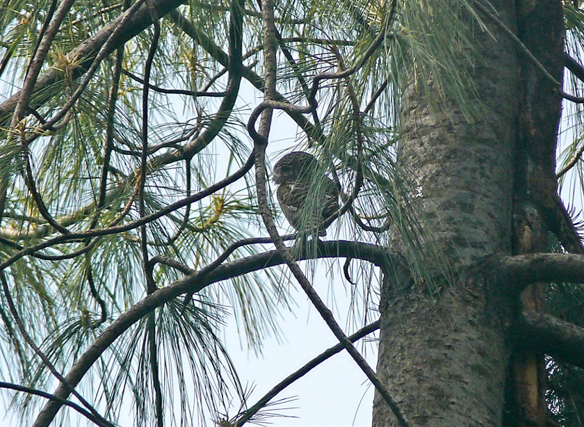 Collared-owlet.jpg