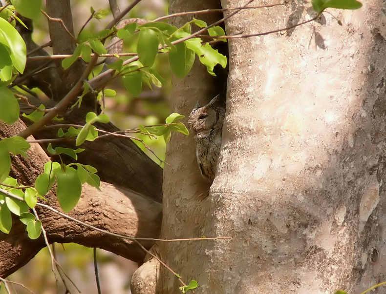 Collared-scops-owl-3.jpg