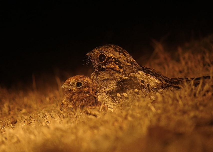 Grey-nightjar-2.jpg